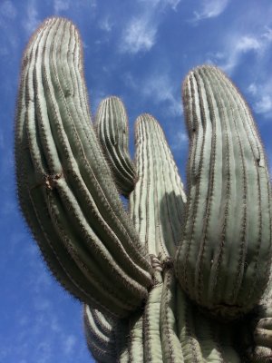 Desert Cactus.jpg