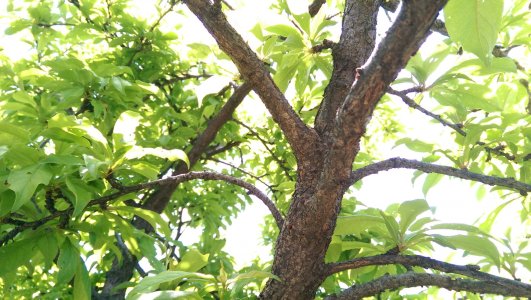 tree.jpg