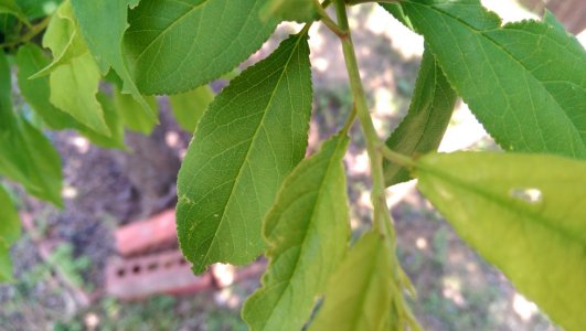 leafmacro.jpg