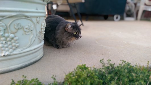 cat.jpg