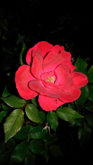 IMAG0590.jpg