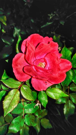 IMAG0590_1.jpg