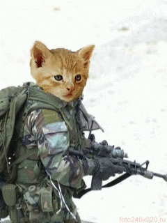 48351-army-cat.gif