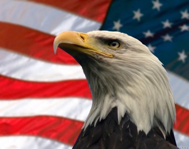 murica2.jpg