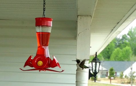 Humming Bird.jpg
