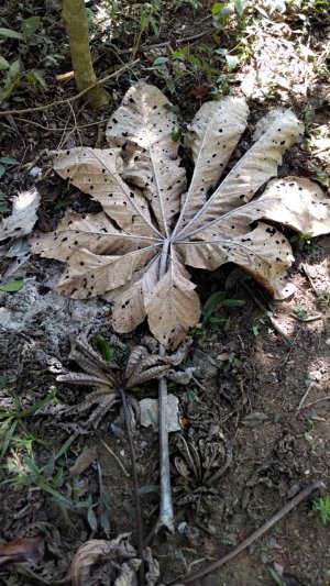 leaf_small.jpg