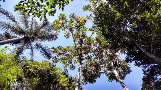 trees_small.jpg