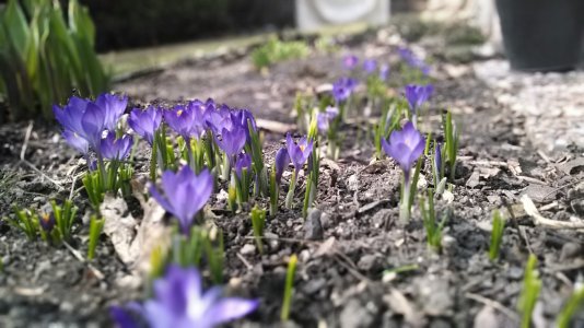 GardenIMG_20140421_112959.jpg