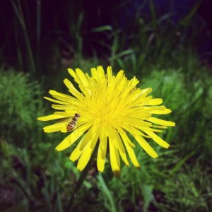 yellow.jpg