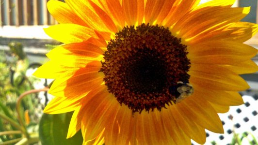 sunflower.jpg