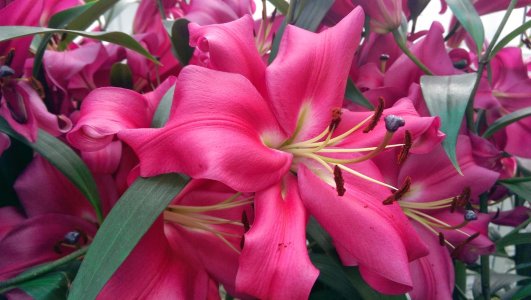 Flower.jpg