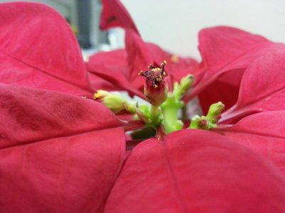 CameraZOOM-20140104192541438.jpg