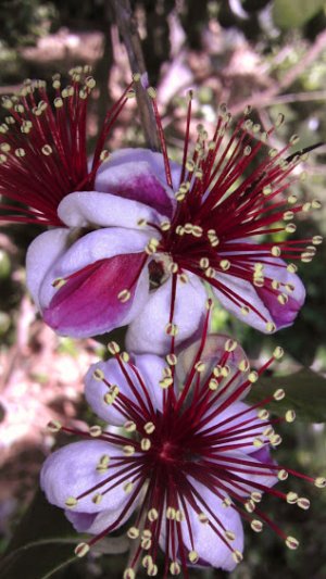 Flowers.jpg