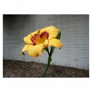 Image001.jpg