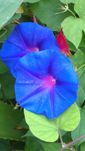 IMAG0110.jpg