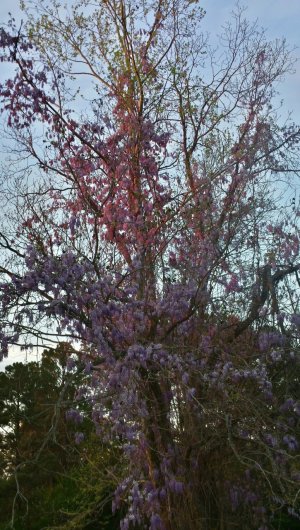 Flowers2.jpg