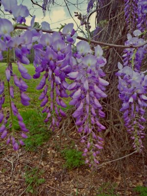Flowers.jpg