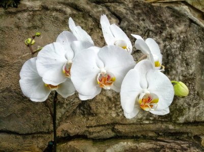 Phipps_Flower_Show.jpg