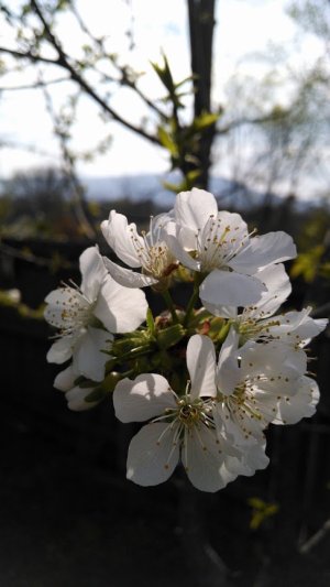 Cherry Blossoms.jpg