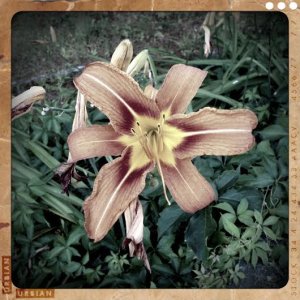 flower2.jpg