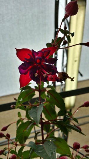20140420_161813_Richtone(HDR)_1.jpg