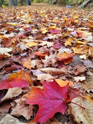 IMAG0888_1.jpg