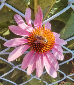flowery flower.jpg