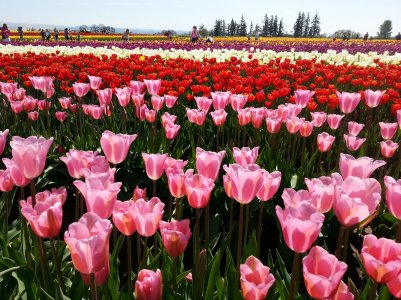 tulips.jpg