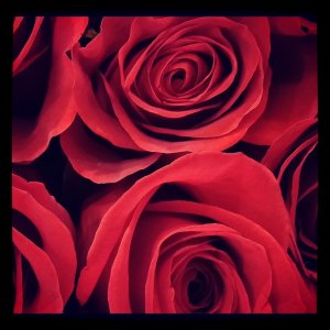 Roses Are Red by Shannon Durel.jpg