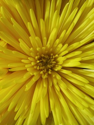 Yellow.jpg