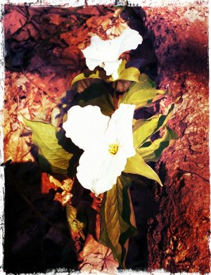 TN flower.jpg