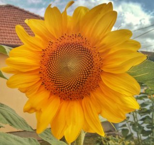 sunflower.jpg