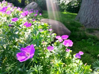 20130604_163347_HDR_PerfectlyClear_0004_1.jpg