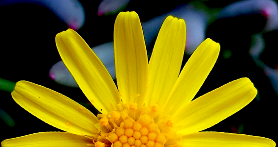 Flor3.png