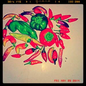 Red Chillies.jpg