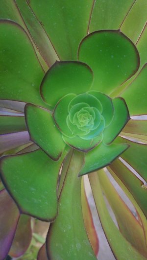 IMAG0025.jpg