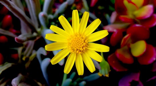 Flor2.jpg