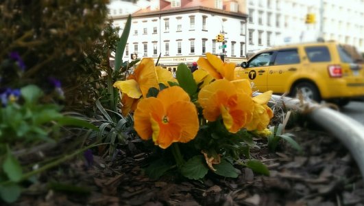 Flowers NYC.jpg