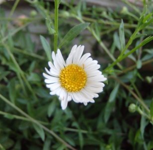 P5240114crop - Copy.jpg