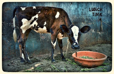 cow.jpg