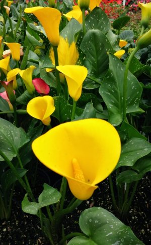 Yellow-edit1.jpg Yellow-edit1.jpg