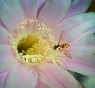 flower2.jpg