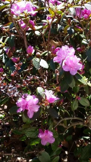 Flowers.jpg