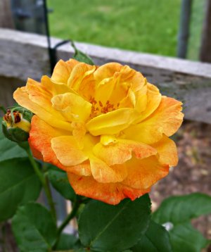 Yellow-Rose.jpg