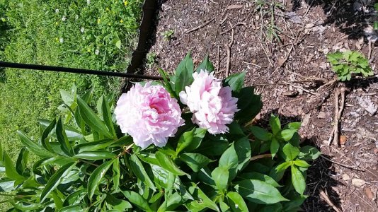 20140525_120252.jpg