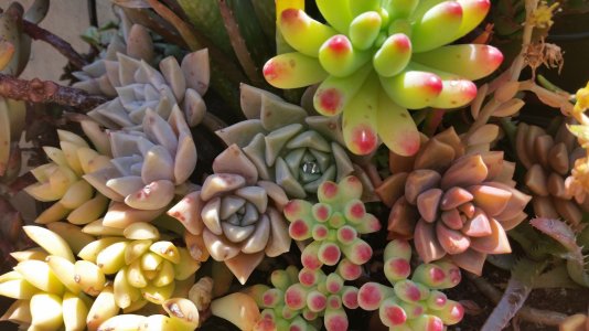 Succulents.jpg