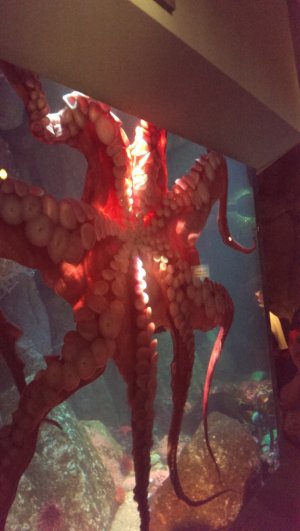 IMAG0074.jpg