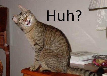 draft_lens16104491module138111561photo_1291431990confused_cat_huh.jpg
