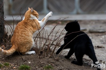 cat_fight.jpg
