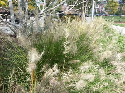 Galaxy S3 Plant.jpg